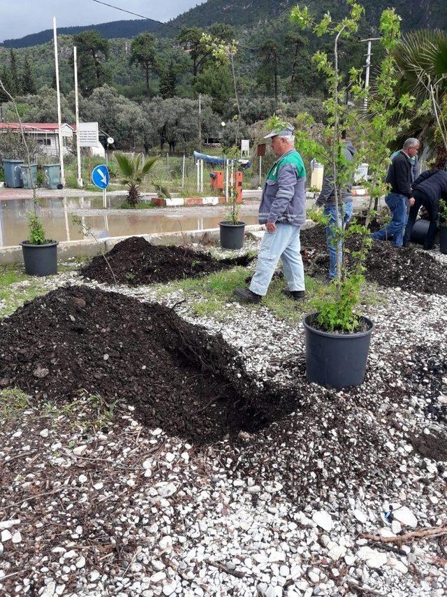 Akbük’te fidanlar toprakla buluştu