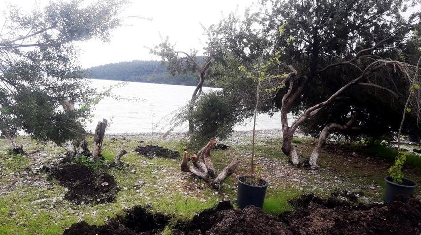 Akb&uuml;k&rsquo;te fidanlar toprakla buluştu