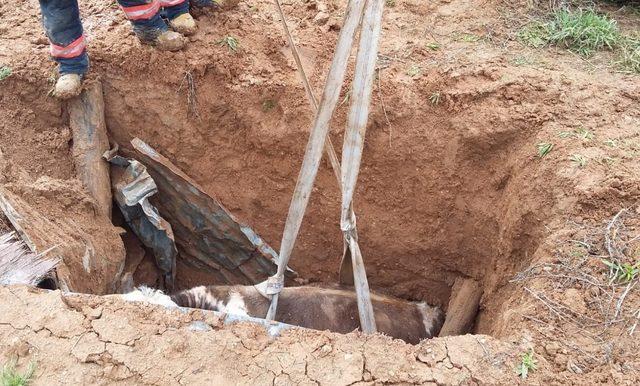 Kuyuya düşen, inek uzun uğraşlar sonucu kurtarıldı