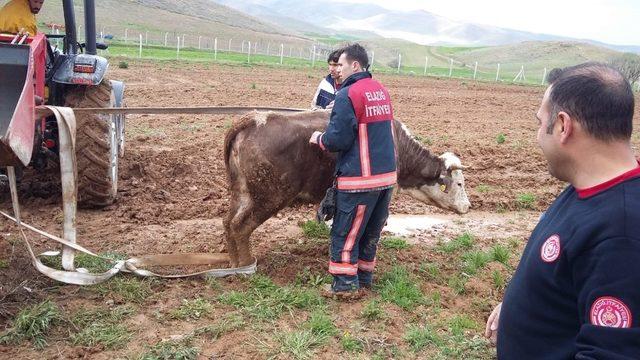 Kuyuya düşen, inek uzun uğraşlar sonucu kurtarıldı