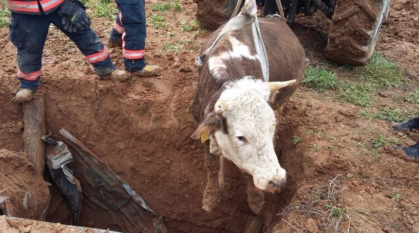 Kuyuya d&uuml;şen, inek uzun uğraşlar sonucu kurtarıldı