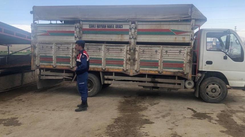 Şartlarına uymayan hayvan nakli jandarmaya yakalandı