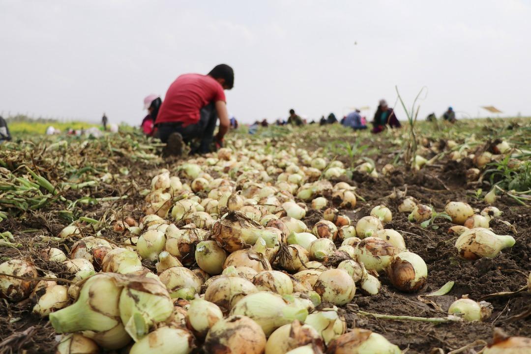 Turfanda soğan fiyatları d&uuml;ş&uuml;recek