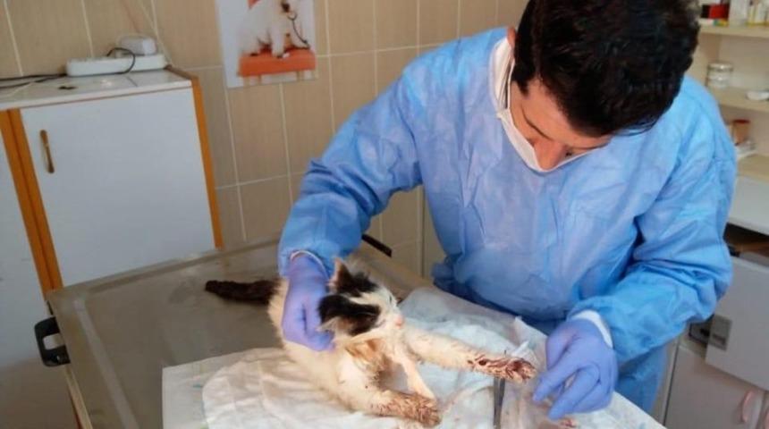 Kazada yaralanan kedi tedavi edildi