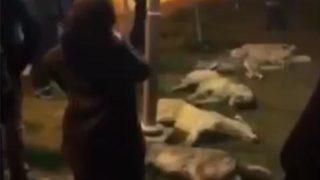 Korkunç olay! Onlarca köpek zehirlenerek öldürüldü
