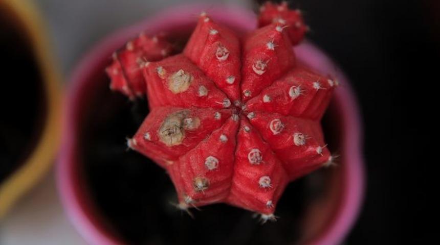 Mısır'da 'bahar çiçekleri' fuarı