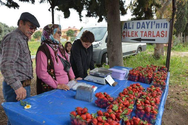 Çileği meslek edindi