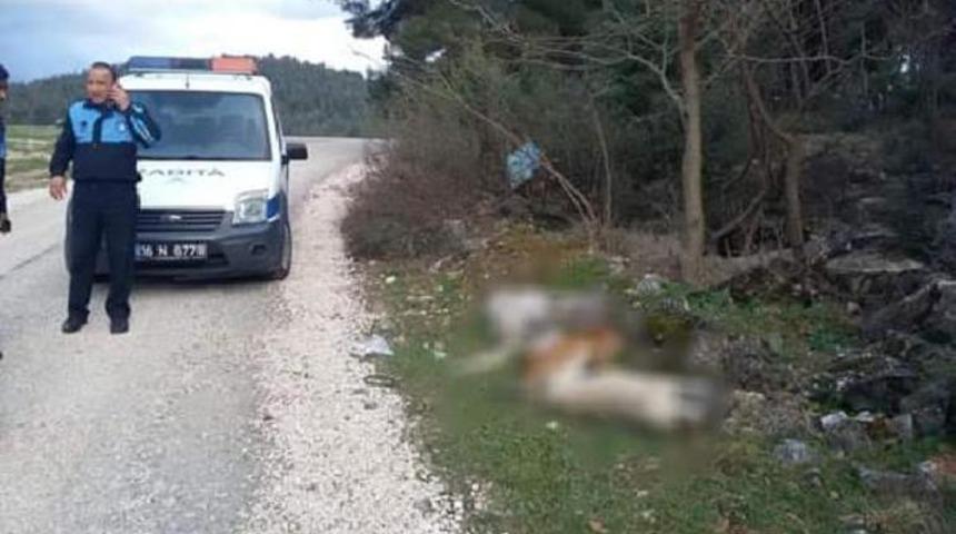 Ankara'dan sonra Bursa'dan da korkunç haber! Sokak köpekleri zehirlenerek öldürüldü