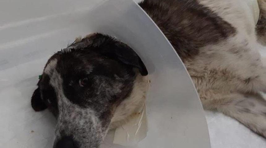 K&uuml;rekle vurup belini kırmışlardı! Fel&ccedil; kalan k&ouml;pek ameliyat oldu  