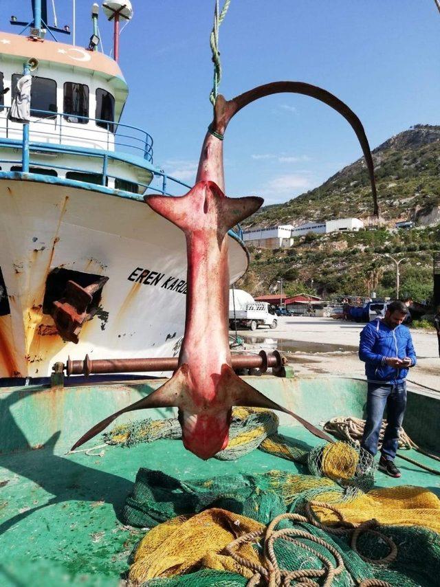 Hatay’da yakalanan köpek balığı nadir görülen tür çıktı