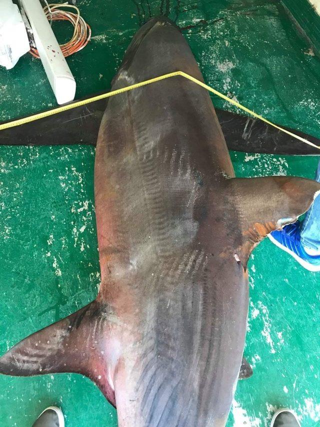 Hatay’da yakalanan köpek balığı nadir görülen tür çıktı