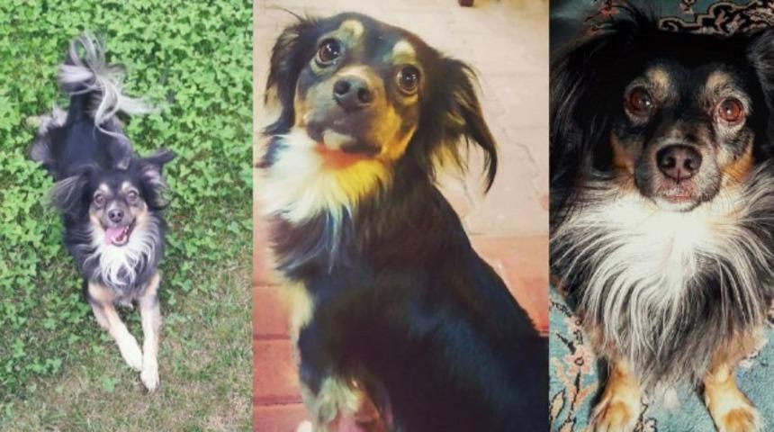 Kaybolan ve &ouml;zel halk otob&uuml;s&uuml;ne binen k&ouml;peğini arıyor