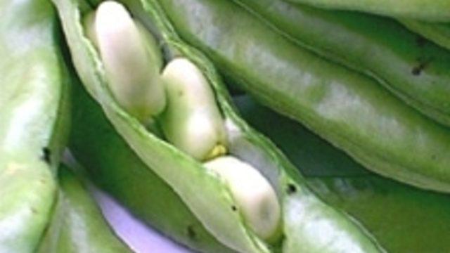 Fava'yı Denediniz mi?