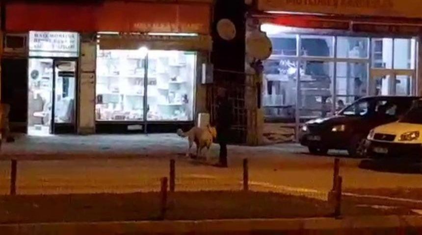 Sokak k&ouml;peklerini besliyor