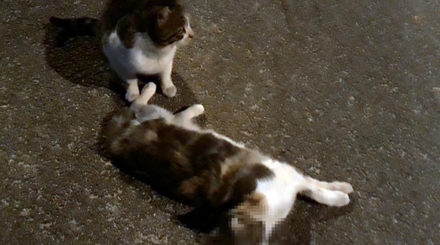 Bir saniye bile başından ayrılmadı! Ayağa kalkması için çok uğraştı ama...