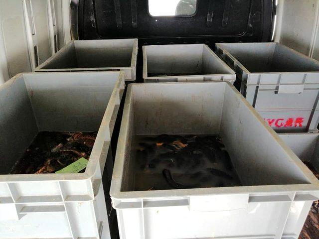 S&ouml;ke&rsquo;de 12 bin deniz patlıcanı ele ge&ccedil;irildi 1