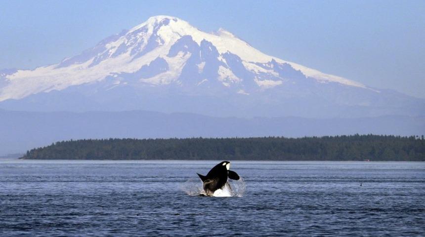 8 milyon dolara ada satın alan kişi hırsızlıkla suçlandı