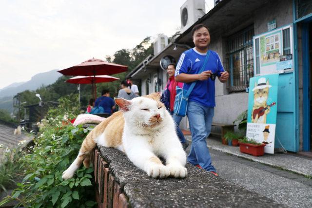 https___s3-ap-northeast-1.amazonaws.com_psh-ex-ftnikkei-3937bb4_images_1_7_4_6_13136471-1-eng-GB_20180301_mag_LA-Taiwan-Cat