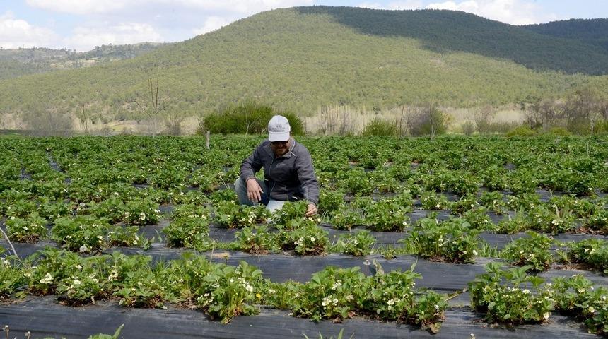B&uuml;y&uuml;kşehir&rsquo;den &ccedil;ift&ccedil;iye fidan ve fide desteği