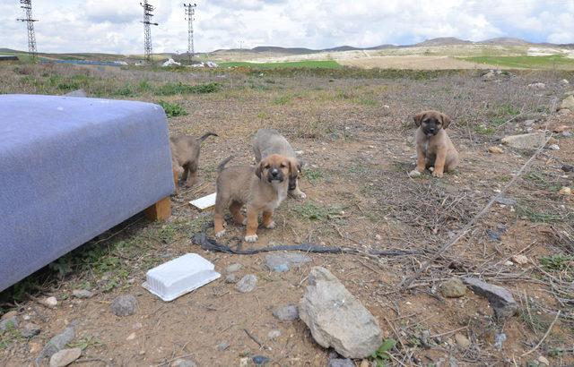 Ankara'da telef olan köpek sayısı 16'ya çıktı, beyaz renkli otomobil aranıyor