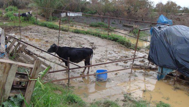 Besicilik yapan çift taşkın sularıyla zor anlar yaşadı