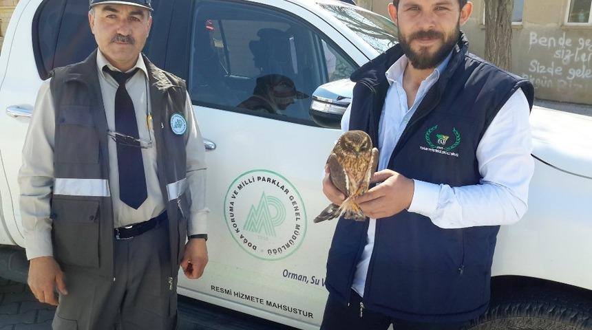 Yaralı şahin koruma altına alındı