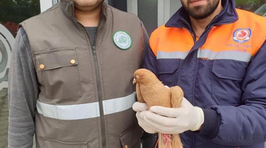 Ağa&ccedil;ta mahsur kalan yaralı g&uuml;vercini itfaiye kurtardı