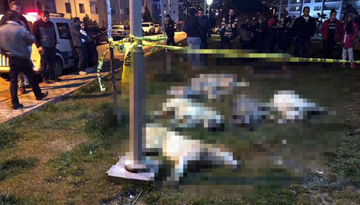 Ankara'daki köpek katliamında gözaltı sayısı 3'e yükseldi