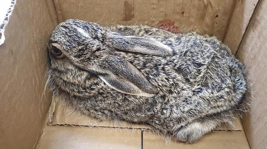 Askeriyede bulunan yaralı tavşan tedaviye alındı