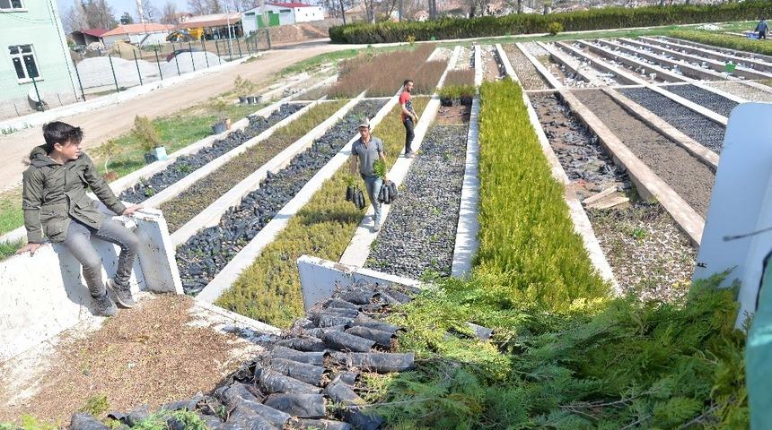 İl Tarım ve Orman M&uuml;d&uuml;rl&uuml;ğ&uuml; 47 bin fidan dağıttı