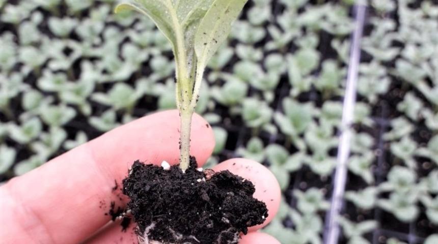 &Uuml;niversiteden Kilis tarımına destek