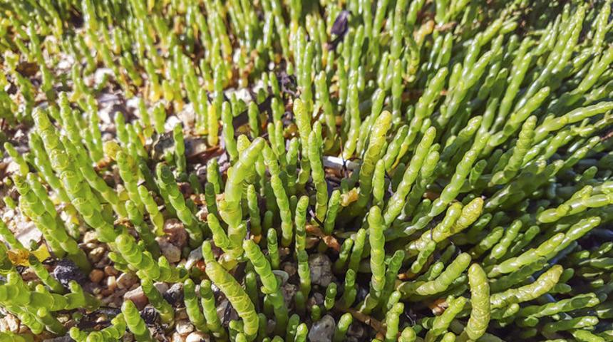 O etkisiyle ıspanağa fark attı! Gizli kalmış şifacı deniz börülcesi 