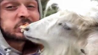 Rizeli gencin keçi ile ekmek kavgası sosyal medyada ilgi çekti