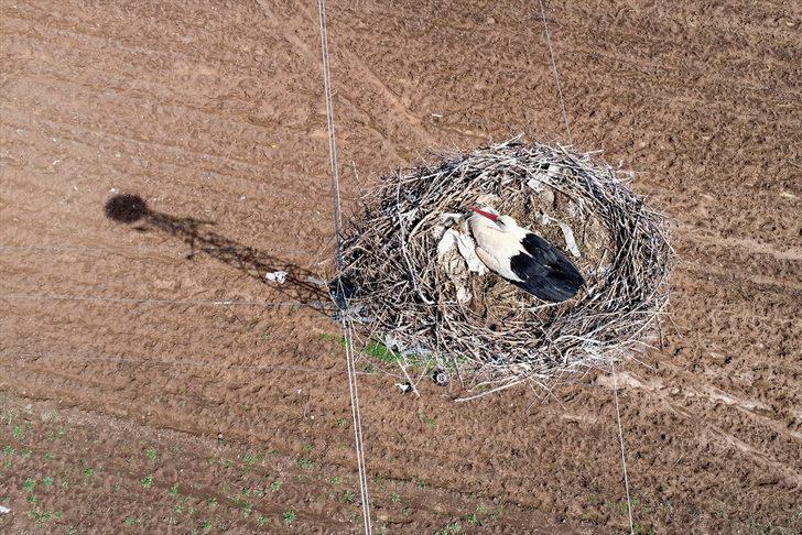 Dicle Vadisi'nin değişmez misafirleri: Leylekler  G1