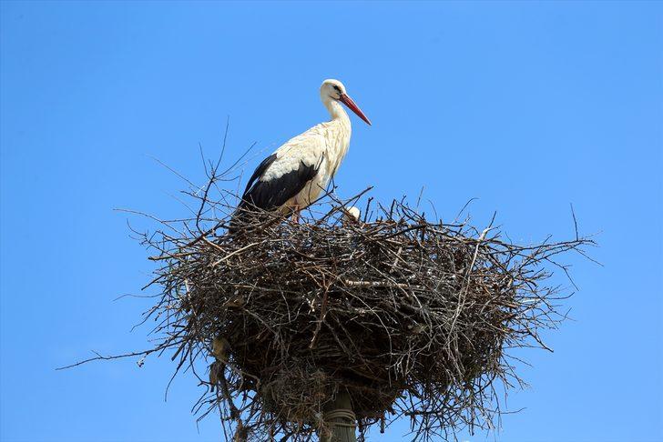Dicle Vadisi'nin değişmez misafirleri: Leylekler  G2