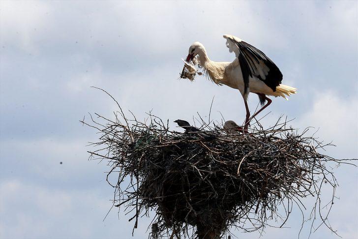 Dicle Vadisi'nin değişmez misafirleri: Leylekler  G3