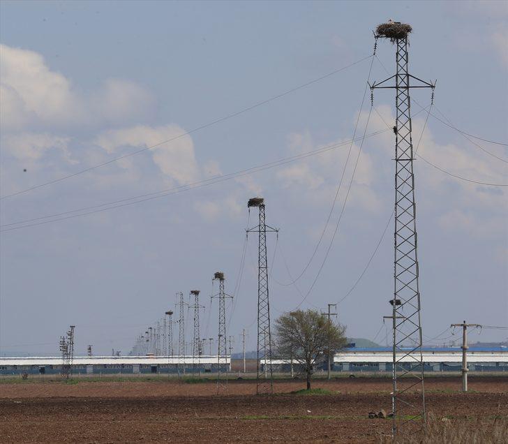 Dicle Vadisi'nin değişmez misafirleri: Leylekler  G4