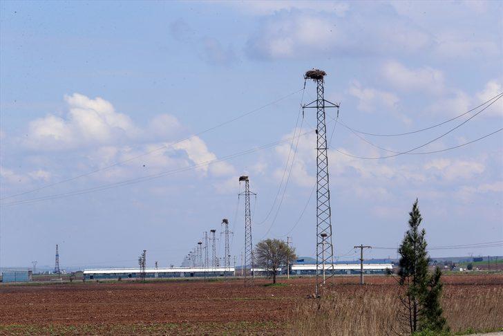Dicle Vadisi'nin değişmez misafirleri: Leylekler  G5