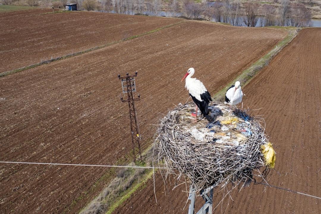 Dicle Vadisi'nin değişmez misafirleri: Leylekler 