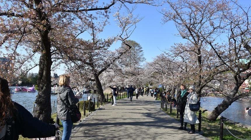  Japonya'nın yeniden doğuşu simgeleyen kiraz çiçekleri 'sakura'