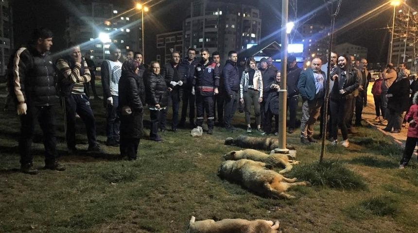 Denizli Barosu&rsquo;ndan hayvan katliamına tepki