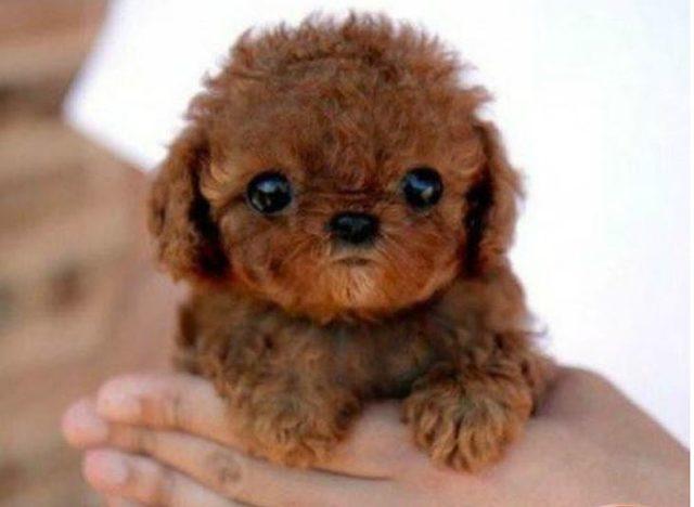 Dikkat gerçektir! En komik hayvan fotoğrafları 1