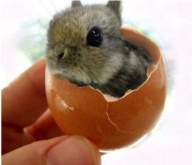 Dikkat gerçektir! En komik hayvan fotoğrafları 2