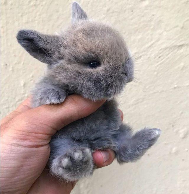 Dikkat gerçektir! En komik hayvan fotoğrafları 4