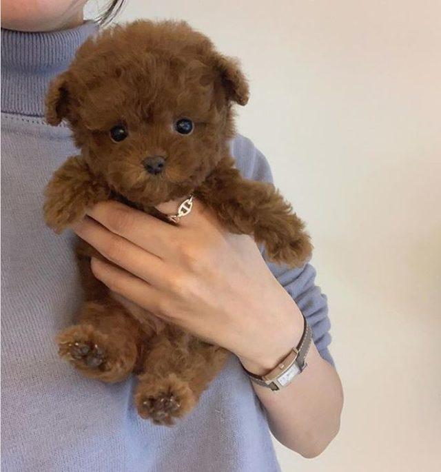 Dikkat gerçektir! En komik hayvan fotoğrafları 6