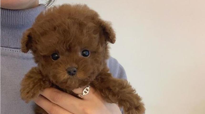 Dikkat gerçektir! En komik hayvan fotoğrafları