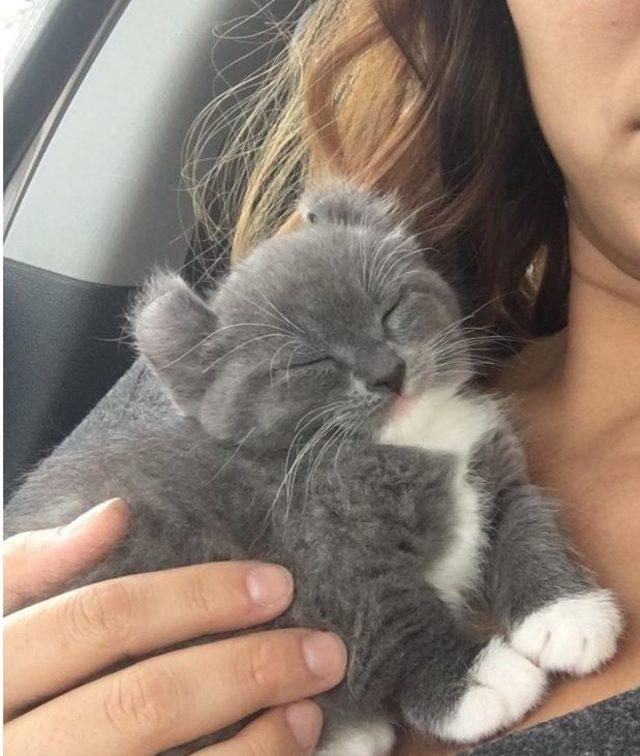 Dikkat gerçektir! En komik hayvan fotoğrafları 7