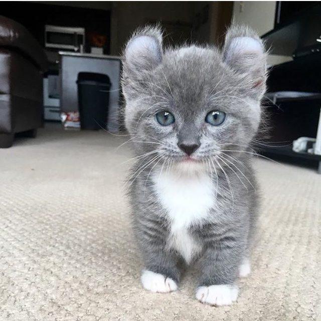 Dikkat gerçektir! En komik hayvan fotoğrafları 8