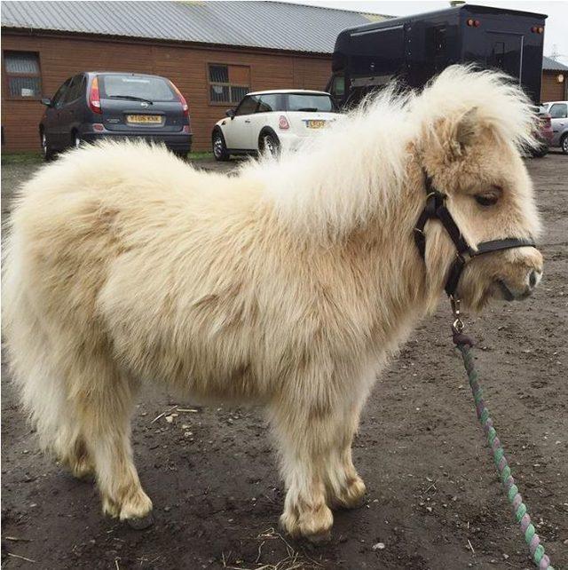 Dikkat gerçektir! En komik hayvan fotoğrafları 9