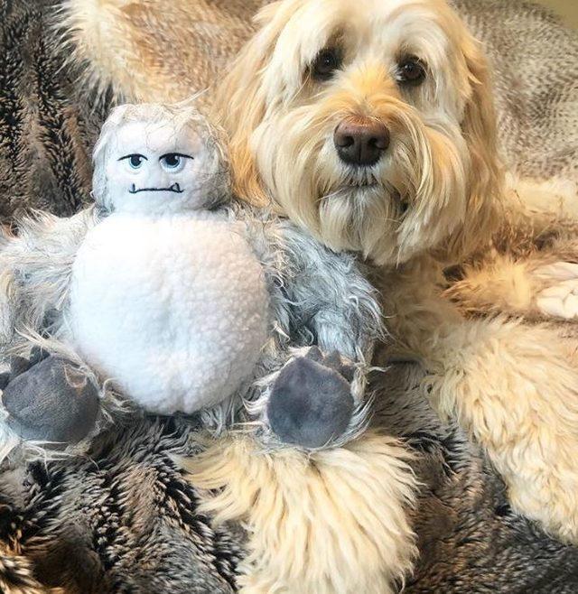 Dikkat gerçektir! En komik hayvan fotoğrafları 10